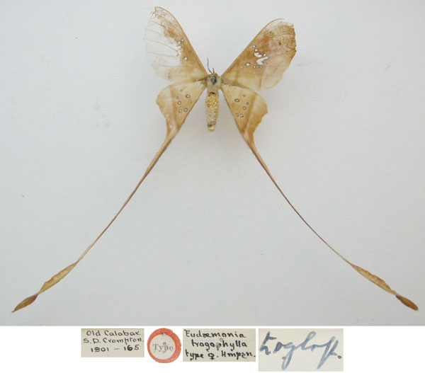 /filer/webapps/moths/media/images/T/trogophylla_Eudaemonia_HT_NHMUKa.jpg