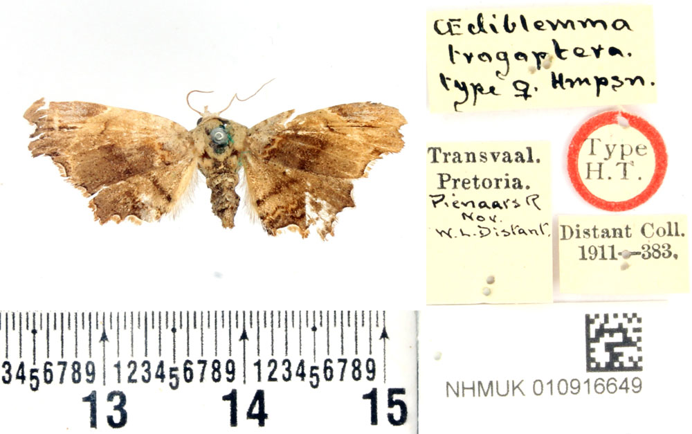/filer/webapps/moths/media/images/T/trogoptera_Oediblemma_HT_BMNH.jpg