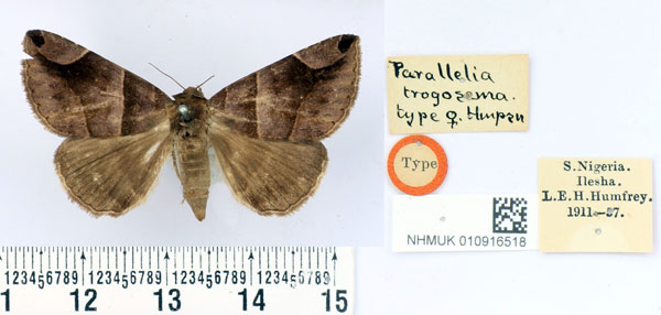 /filer/webapps/moths/media/images/T/trogosema_Parallelia_HT_BMNH.jpg