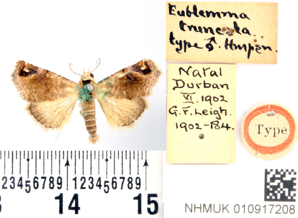 /filer/webapps/moths/media/images/T/truncata_Eublemma_HT_BMNH.jpg