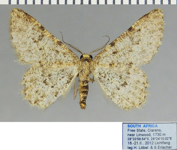 /filer/webapps/moths/media/images/T/truncatipennis_Gnophos_AM_ZSMa.jpg