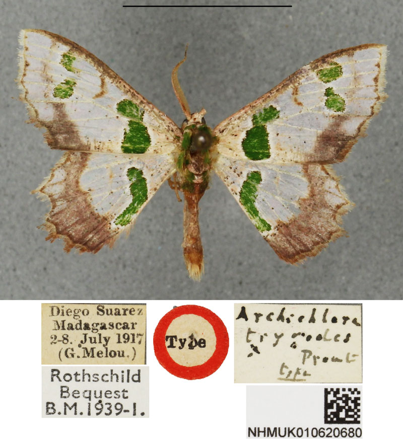 /filer/webapps/moths/media/images/T/trygodes_Archichlora_HT_BMNH.jpg