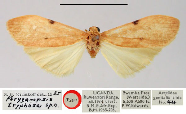/filer/webapps/moths/media/images/T/tryphosa_Phryganopsis_HT_BMNH.jpg