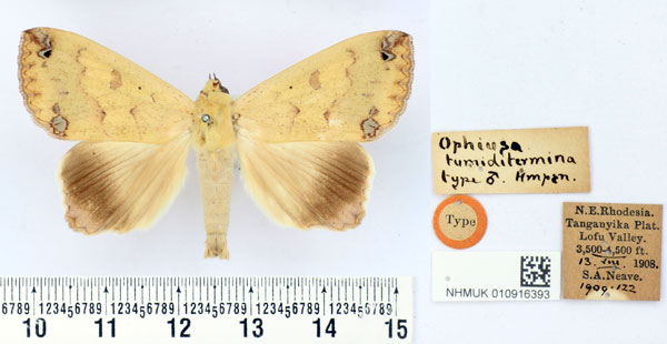 /filer/webapps/moths/media/images/T/tumiditermina_Ophiusa_HT_BMNH.jpg