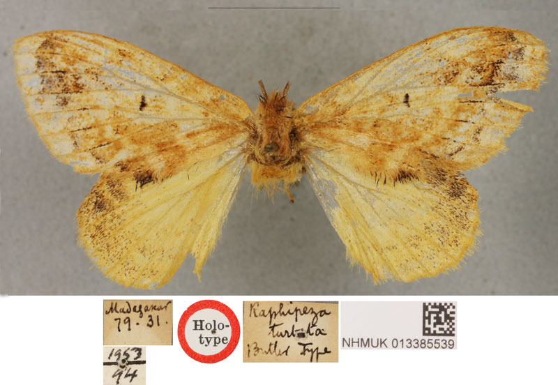 /filer/webapps/moths/media/images/T/turbata_Gogana_HT_BMNH.jpg