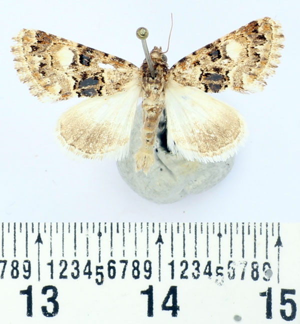 /filer/webapps/moths/media/images/T/turcorum_Iranada_AM_BMNH.jpg