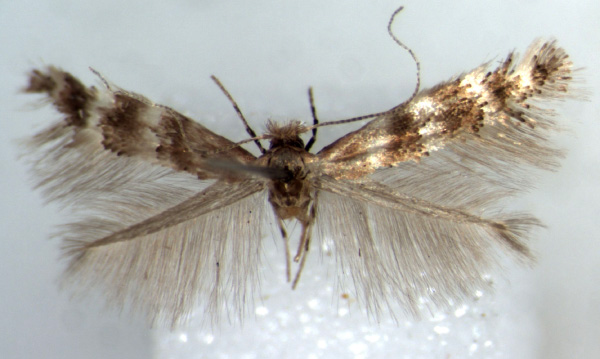 /filer/webapps/moths/media/images/T/turensis_Phyllonorycter_HT_BMNH.jpg