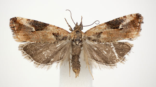/filer/webapps/moths/media/images/T/turi_Paraeccopsis_PT_BMNH.jpg