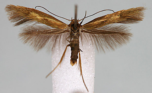 /filer/webapps/moths/media/images/T/turiensis_Scythris_HT_BMNH.jpg