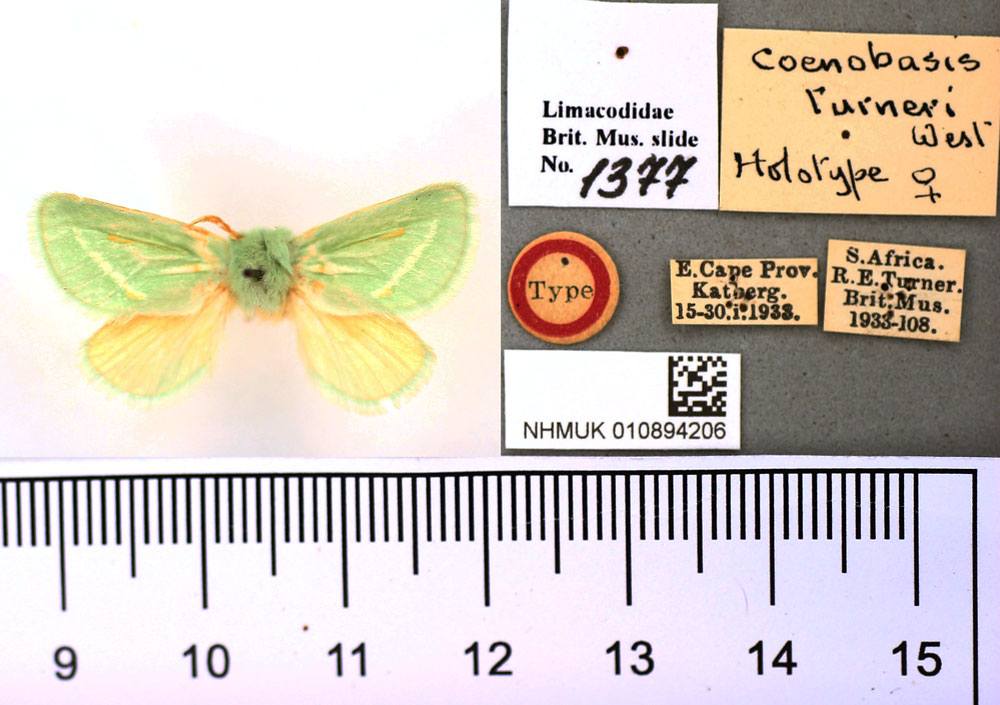 /filer/webapps/moths/media/images/T/turneri_Coenobasis_HT_BMNH.jpg