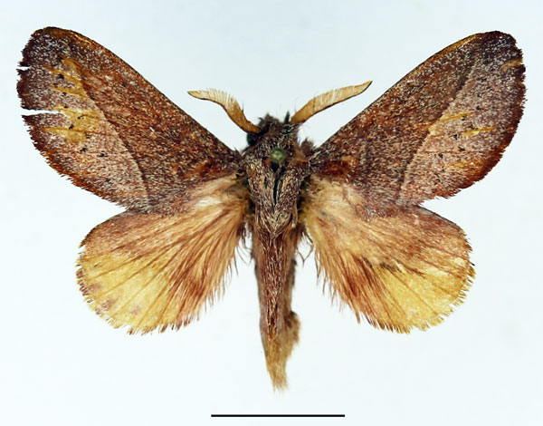 /filer/webapps/moths/media/images/T/turtur_Phoenicladocera_AM_Basquin_01.jpg