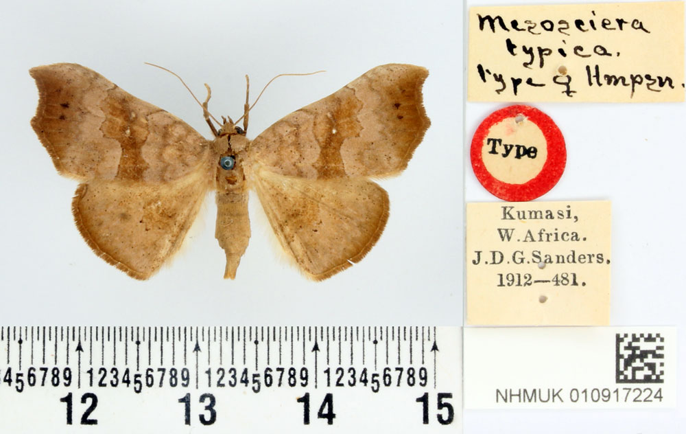 /filer/webapps/moths/media/images/T/typica_Mesosciera_HT_BMNH.jpg