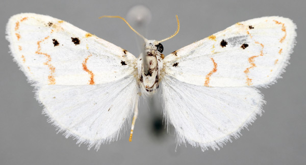 /filer/webapps/moths/media/images/U/ueleana_Cyana_A_BMNH.jpg