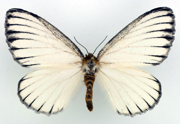 /filer/webapps/moths/media/images/U/uelleburgensis_Phiala_AM_Basquin.jpg