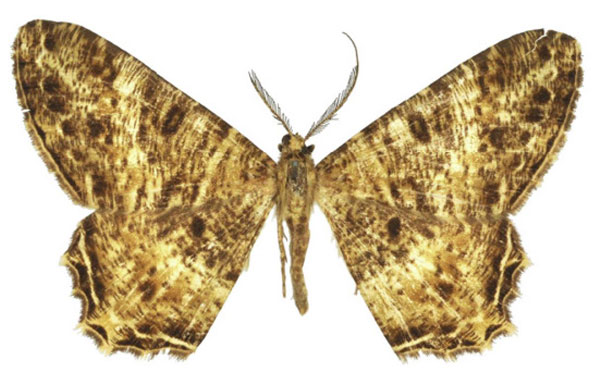 /filer/webapps/moths/media/images/U/ugandaria_Boarmia_HT_BMNH.jpg