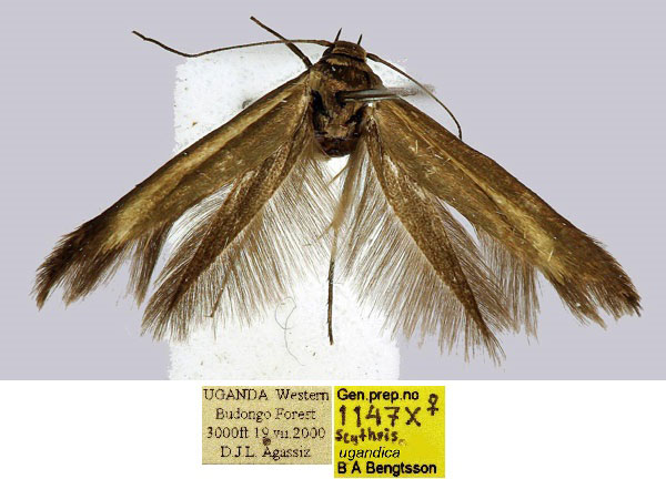 /filer/webapps/moths/media/images/U/ugandica_Scythris_HT_BMNH_NreXQBr.jpg