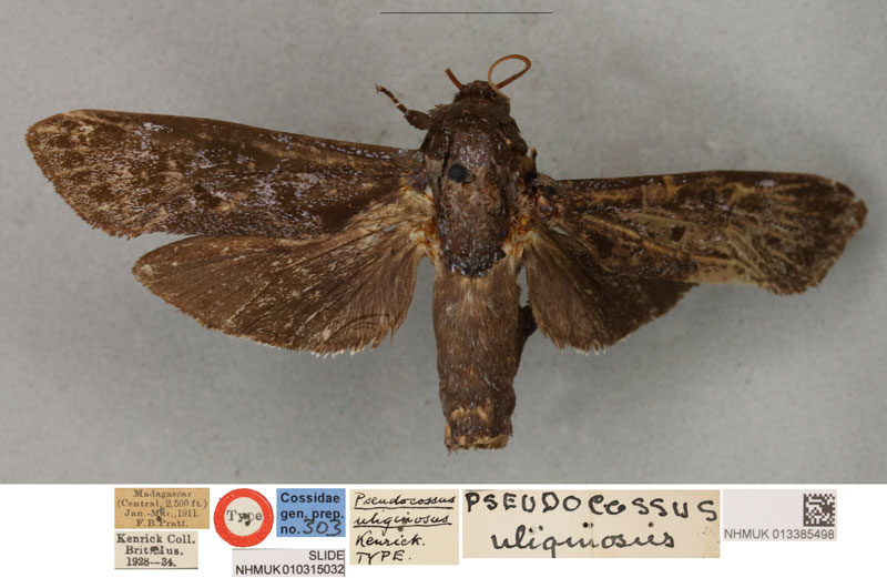 /filer/webapps/moths/media/images/U/uliginosus_Pseudocossus_LT_BMNH.jpg