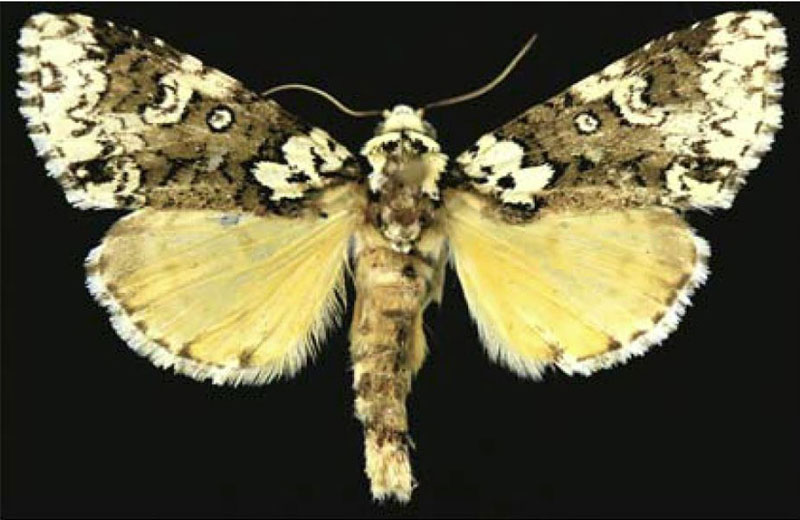 /filer/webapps/moths/media/images/U/umay_Butleronia_HT_CESA.jpg