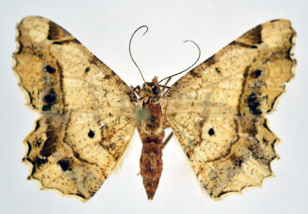 /filer/webapps/moths/media/images/U/umbrata_Chiasmia_AF_NHMO.jpg