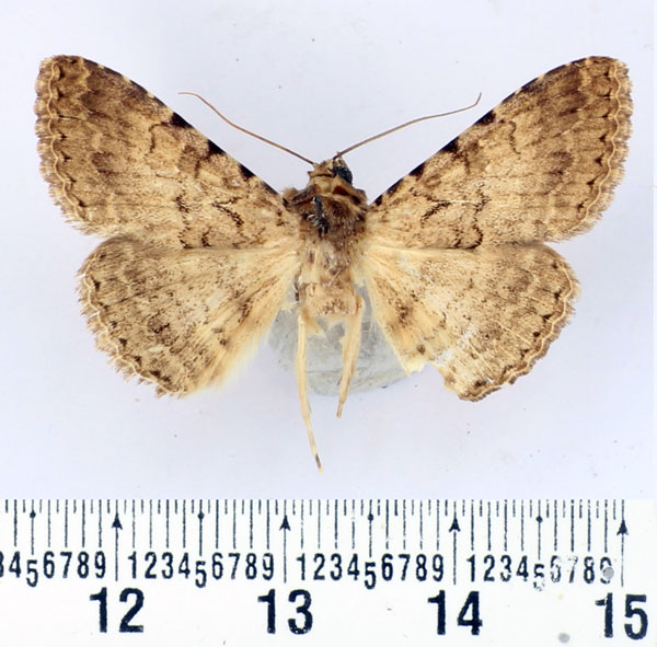 /filer/webapps/moths/media/images/U/umbricola_Polydesma_AM_BMNH.jpg