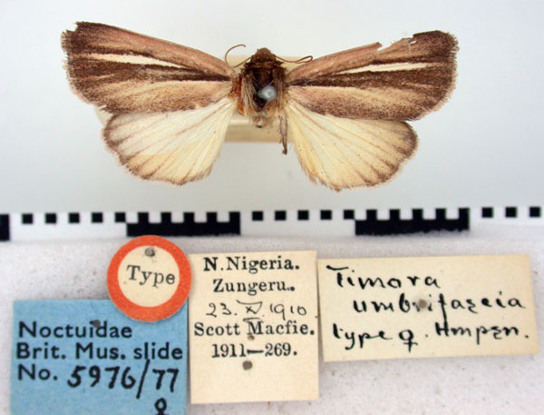 /filer/webapps/moths/media/images/U/umbrifascia_Timora_HT_BMNH.jpg