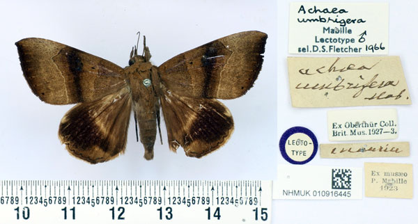 /filer/webapps/moths/media/images/U/umbrigera_Achaea_LT_BMNH.jpg