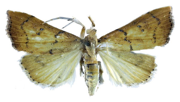 /filer/webapps/moths/media/images/U/umbroterminalis_Ptychopseustis_HT_BMNH.jpg