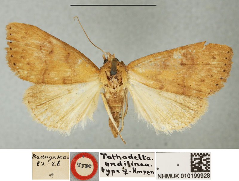 /filer/webapps/moths/media/images/U/undilinea_Tathodelta_HT_BMNH.jpg