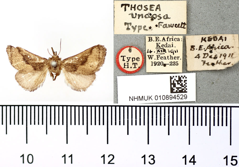 /filer/webapps/moths/media/images/U/undosa_Thosea_HT_BMNH.jpg