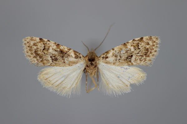 /filer/webapps/moths/media/images/U/undulata_Nola_AT_BMNH.jpg