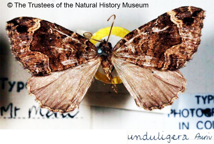 /filer/webapps/moths/media/images/U/unduligera_Cidaria_STM_BMNH.jpg