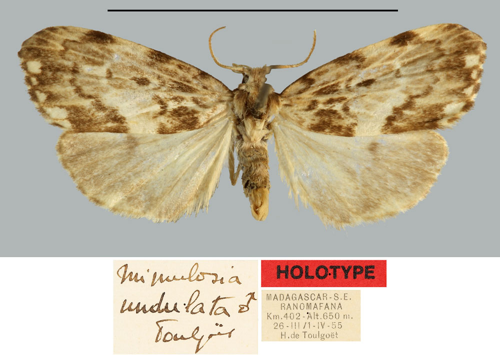/filer/webapps/moths/media/images/U/undulosa_Mimulosia_HT_MNHN.jpg