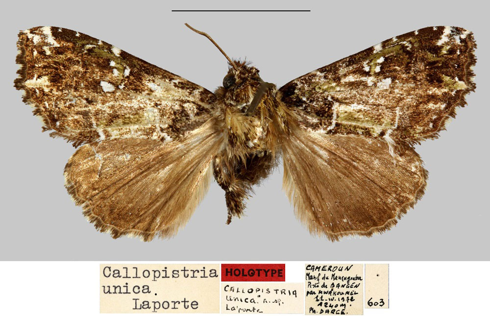 /filer/webapps/moths/media/images/U/unica_Callopistria_HT_MNHN.jpg