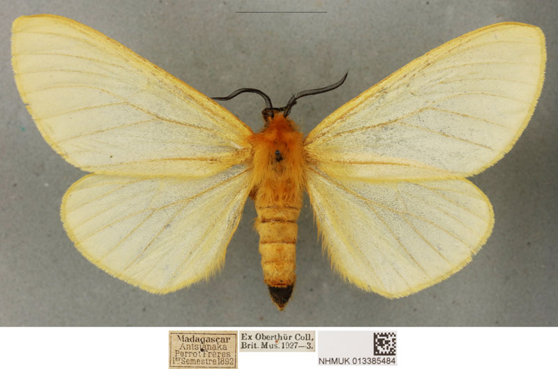 /filer/webapps/moths/media/images/U/unicolor_Coenostegia_PLT_BMNH_01.jpg