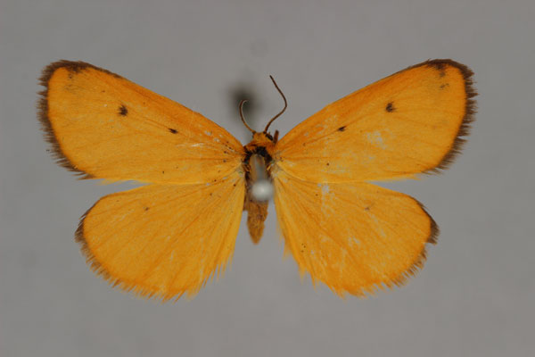 /filer/webapps/moths/media/images/U/unicolor_Ochrota_A_BMNH.jpg