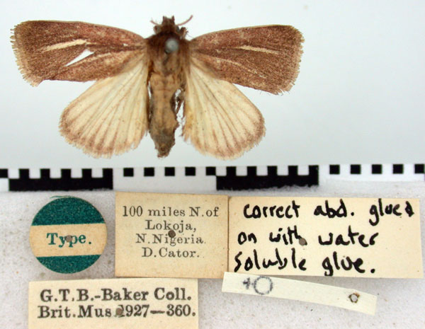/filer/webapps/moths/media/images/U/unifascia_Timora_HT_BMNH.jpg