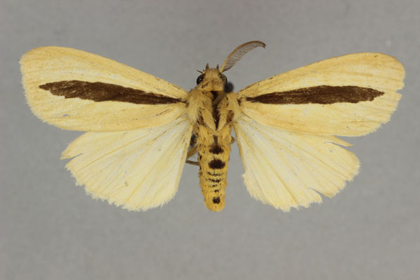 /filer/webapps/moths/media/images/U/unilinea_Estigmene_HT_BMNH.jpg