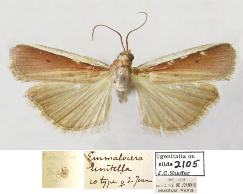 /filer/webapps/moths/media/images/U/unitella_Emmalocera_PTF_MNHN.jpg