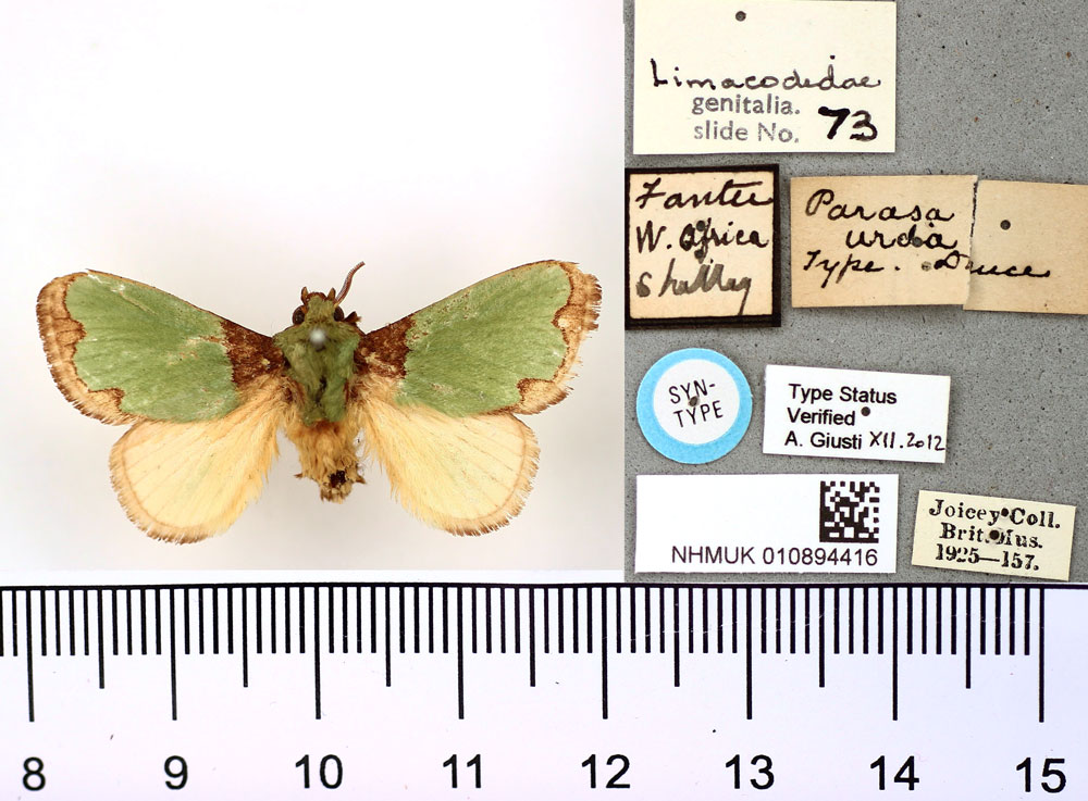 /filer/webapps/moths/media/images/U/urda_Parasa_HT_BMNH.jpg