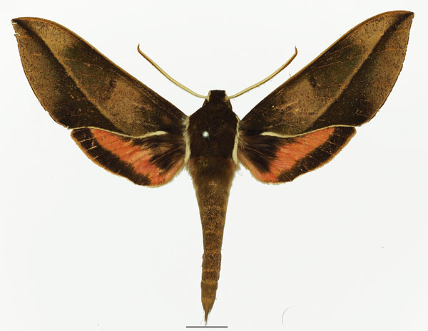 /filer/webapps/moths/media/images/U/usambarensis_Chaerocina_AM_Basquin_01a.jpg