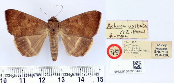 /filer/webapps/moths/media/images/U/usitata_Achaea_ST_BMNH.jpg