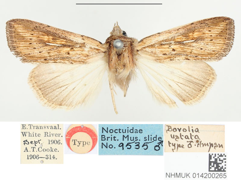 /filer/webapps/moths/media/images/U/ustata_Borolia_HT_BMNH.jpg