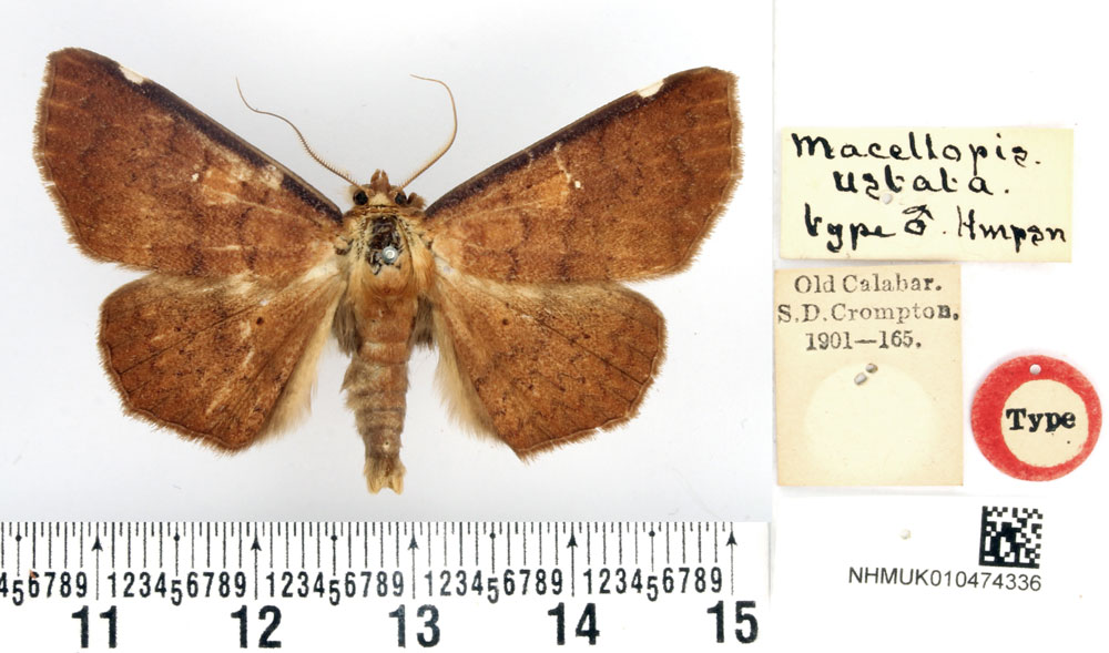 /filer/webapps/moths/media/images/U/ustata_Macellopis_HT_BMNH.jpg