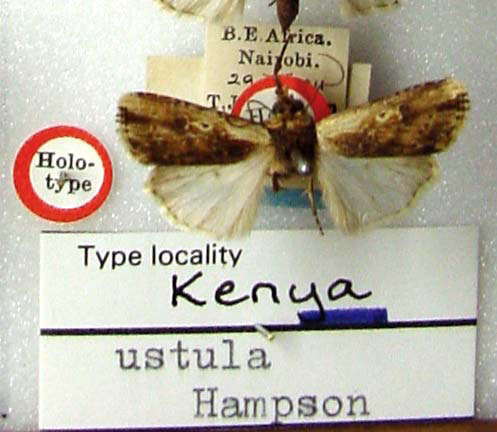 /filer/webapps/moths/media/images/U/ustula_Axylia_HT_BMNH.jpg