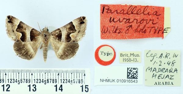 /filer/webapps/moths/media/images/U/uvarovi_Parallelia_HT_BMNH.jpg