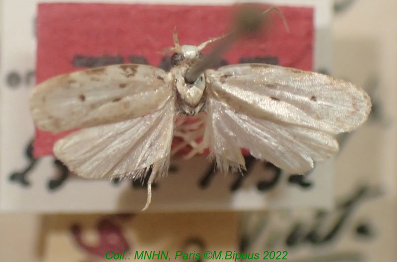 /filer/webapps/moths/media/images/V/vadonella_Herbulotiana_HT_MNHN.jpg