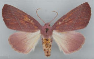 /filer/webapps/moths/media/images/V/valdepurpurea_Terpnostola_HT_TMSA.jpg