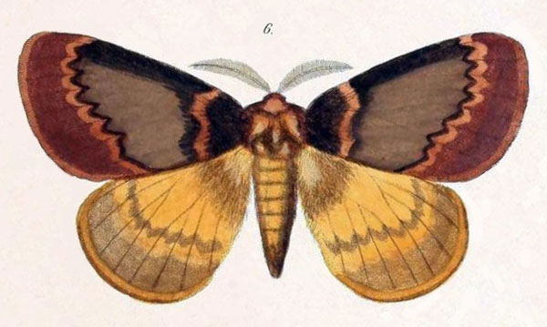 /filer/webapps/moths/media/images/V/valida_Homochroa_HT_Felder_1874_93-6.jpg