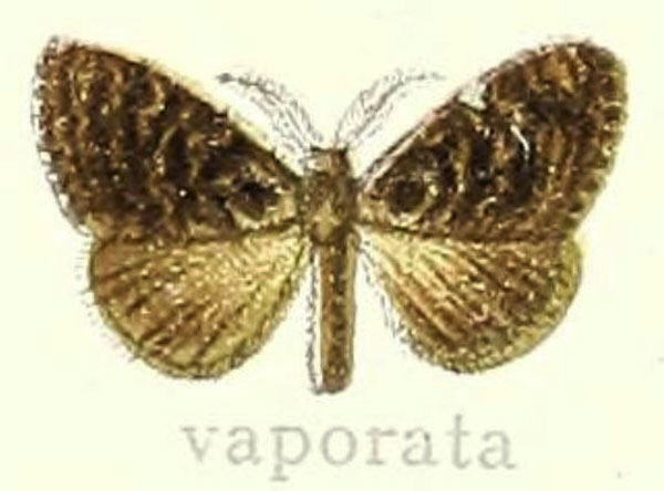 /filer/webapps/moths/media/images/V/vaporata_Orgyia_HT_Hering_26e.jpg