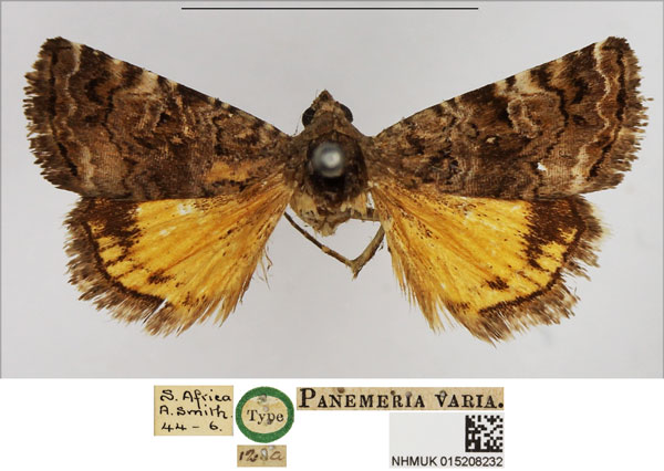 /filer/webapps/moths/media/images/V/varia_Panemeria_HT_NHMUK.jpg